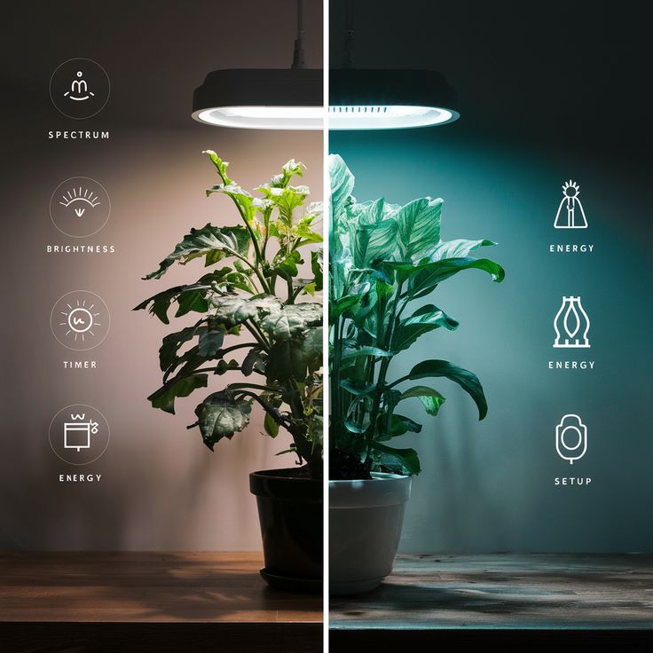 Understanding Light Requirements