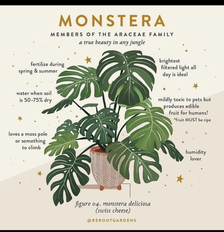 Monstera Care Guide